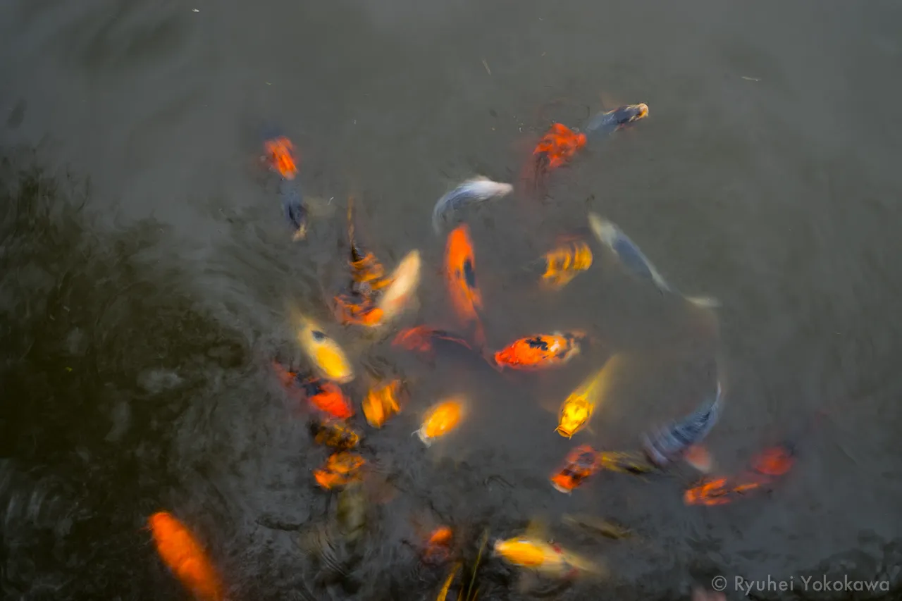 Seattle Japanese Garden