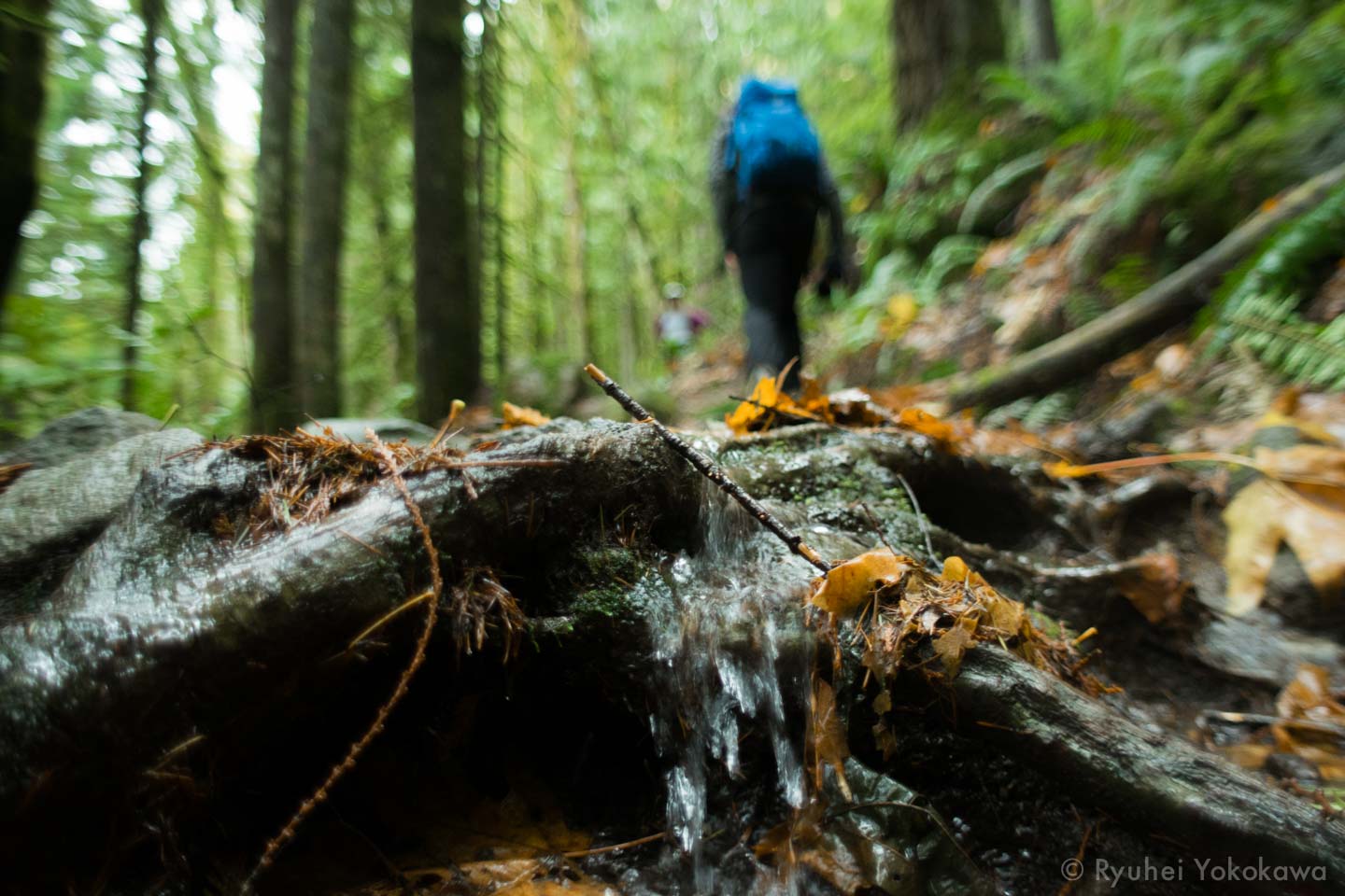 Going to the Forest 2