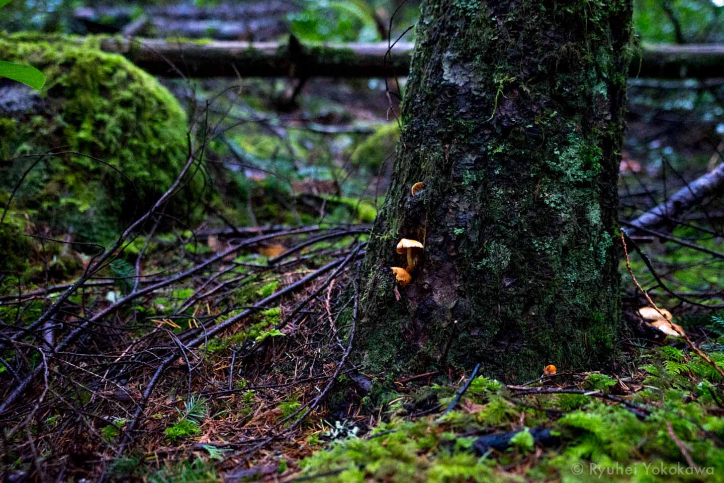 Going to the Forest 3