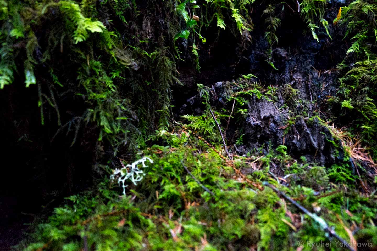 Going to the Forest 4