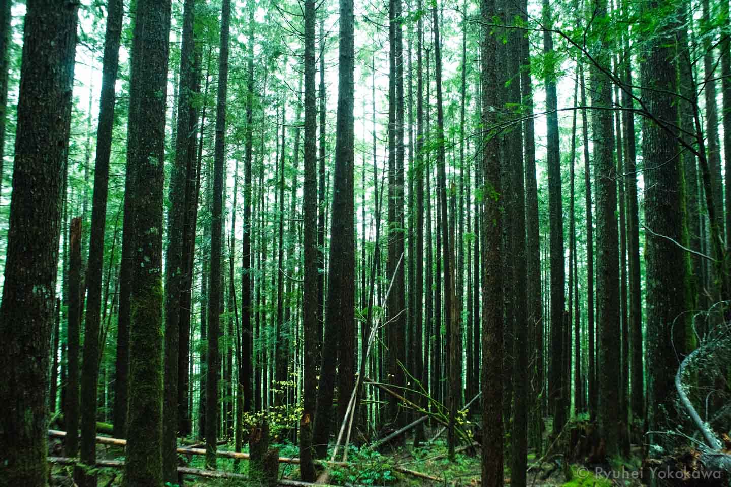 Going to the Forest 5