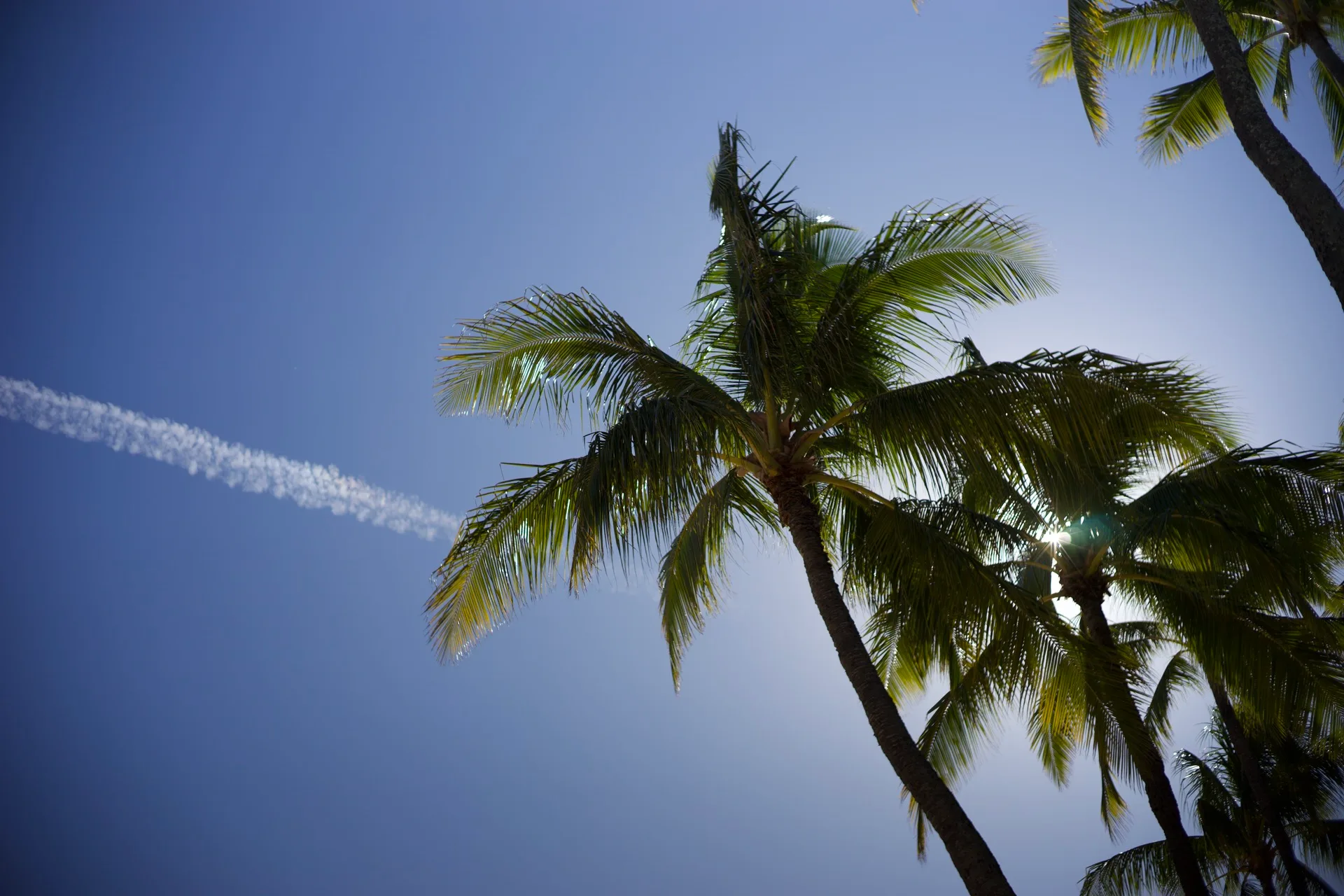 Palm trees seen from below against deep blue sky, a single jet contrail crossing overhead, sun filtering through the fronds