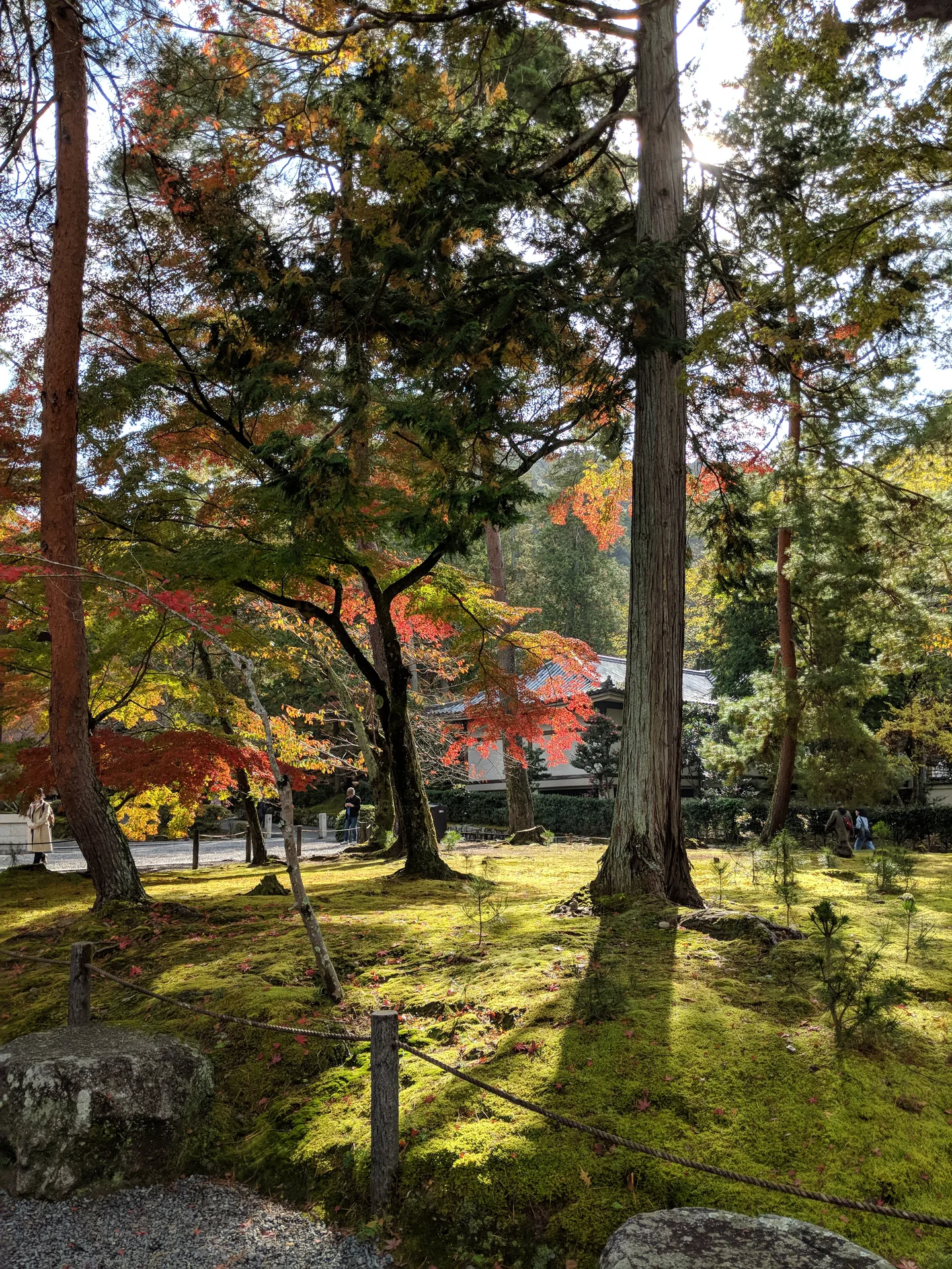 Moss garden with tall cedar trees and autumn maples, dappled sunlight on bright green moss, temple structures visible through the trees