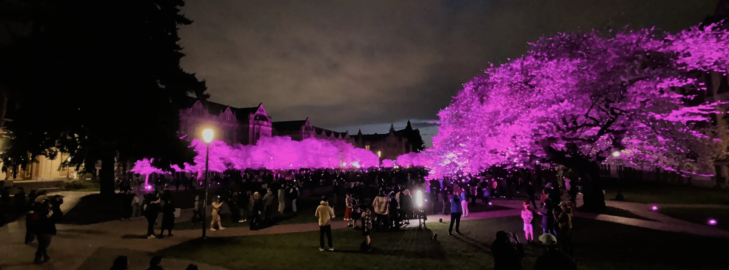 Cherry blossom at UW Quad