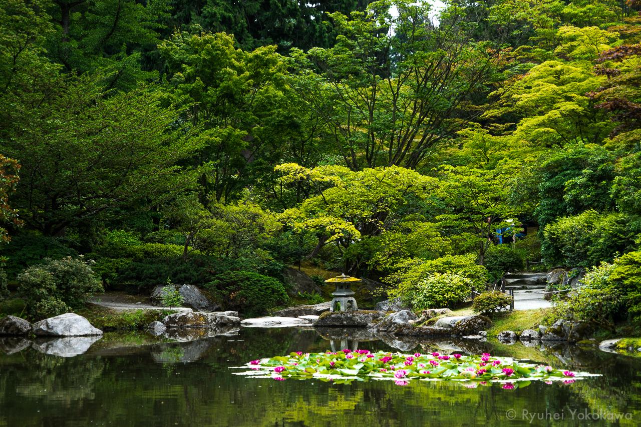 Lotus flowers