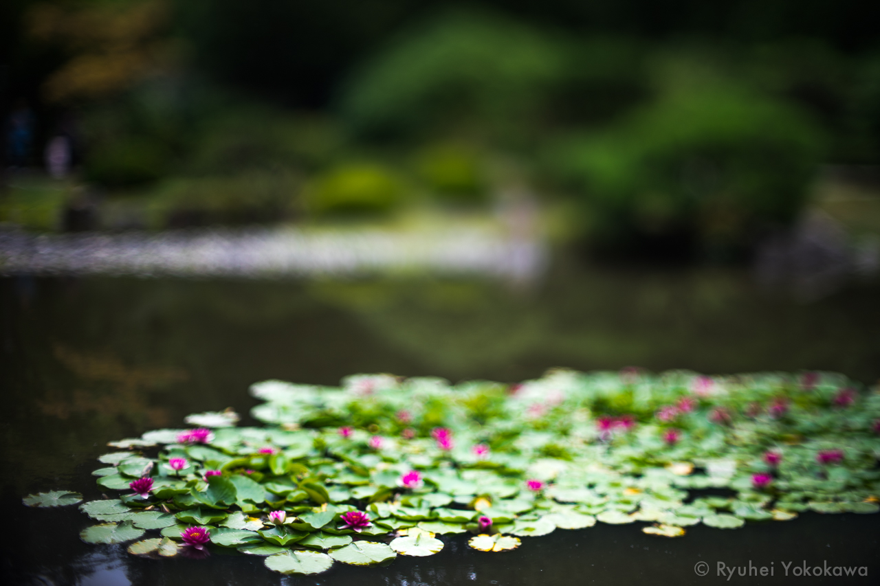 red lotus flowers