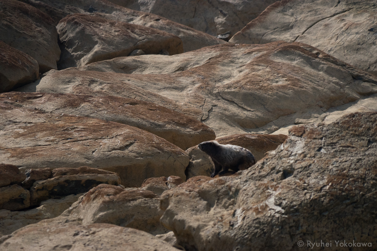 Fat Ass Marmot